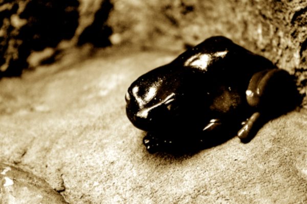 A shiny black toad