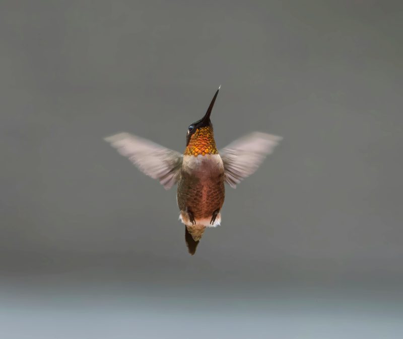 Love is a bird